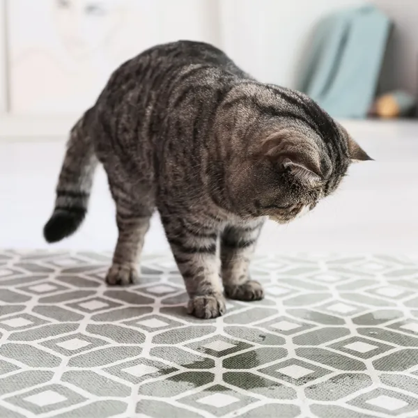 Chat qui urine hors litière dans une maison
