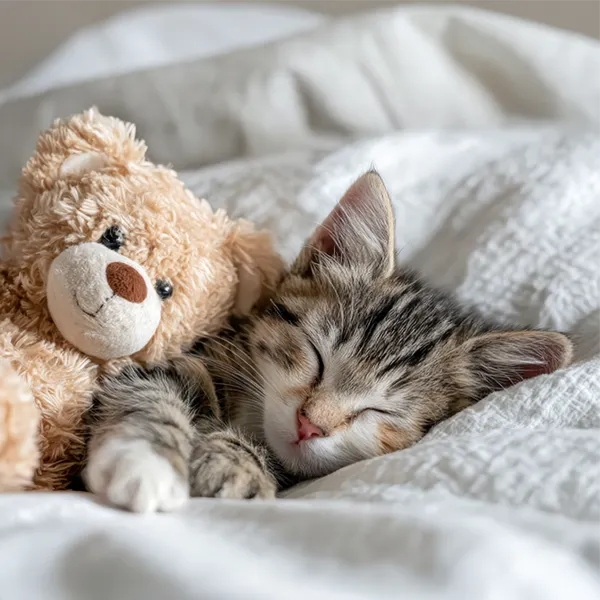 Chaton qui dort avec son ours en peluche. Conseil, consultation pour adopter un chat.