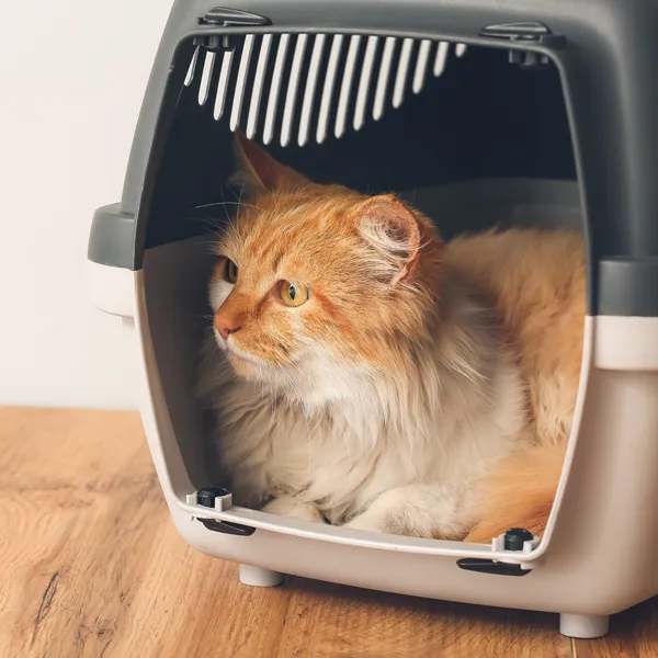 Chaton qui dort avec son ours en peluche. Conseil, consultation pour adopter un chat.