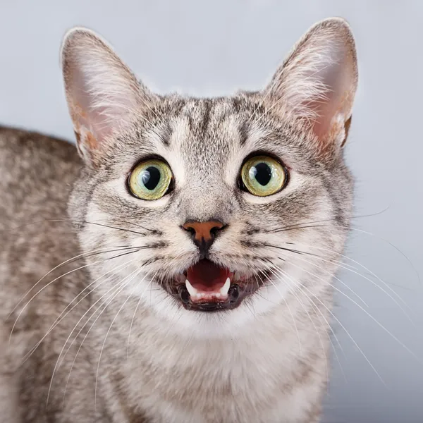 Chat qui miaule la nuit et réveille ses propriétaires