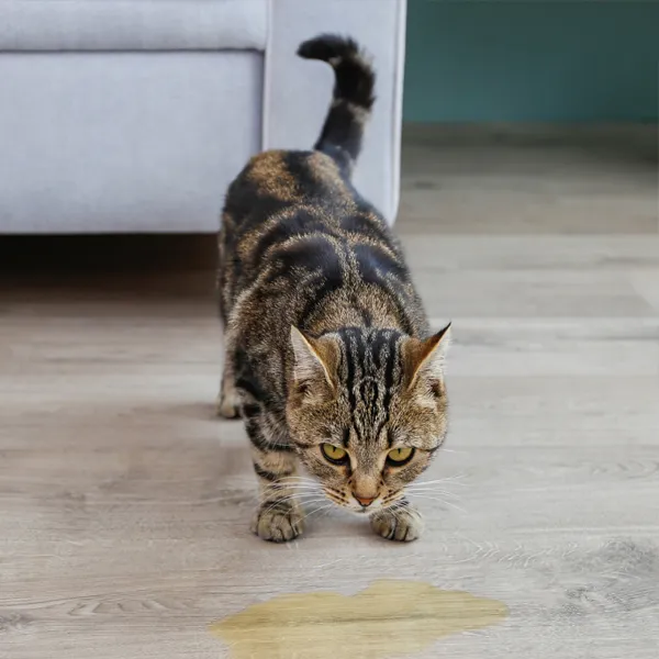 Chat qui vient d'uriner sur un tapis, problème d' éliminations hors bac