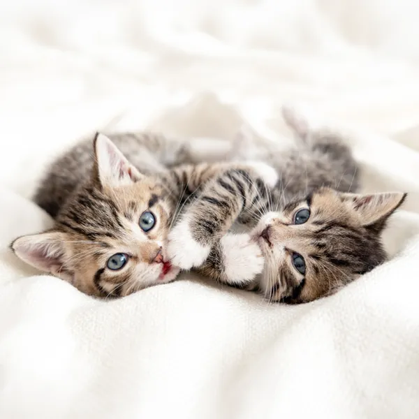 Garde de deux chat à domicile
