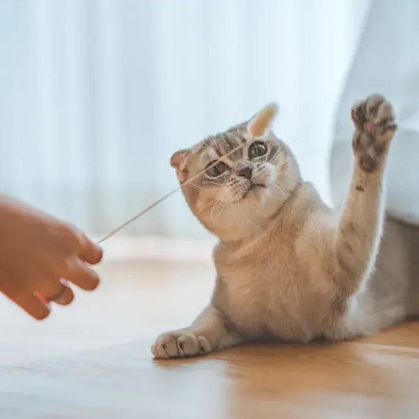 chat jouant pendant une garde à domicile