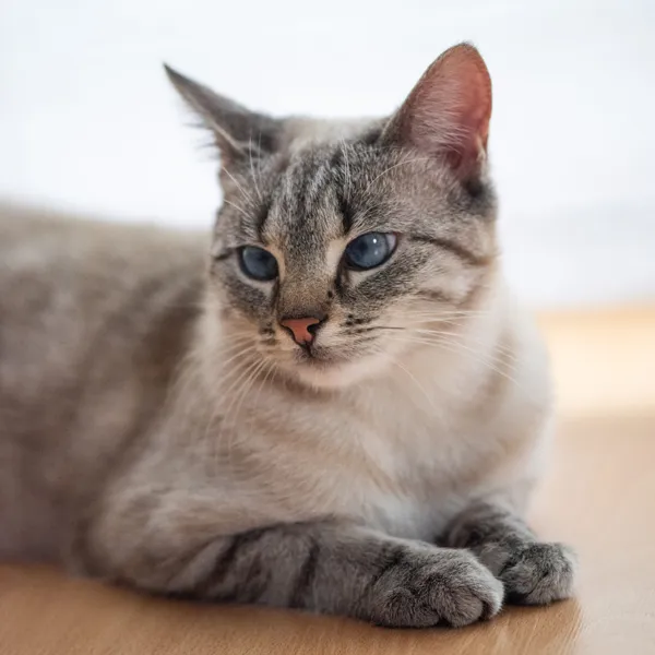 Chat assis dans une valise pour un départ en vacances garde à domicile à Nancy