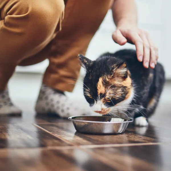 Chat nourrit par garde à domicile