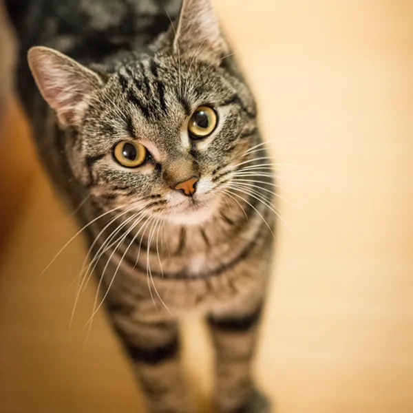 chat à l’origine de mon parcours en comportementaliste félin à Nancy
