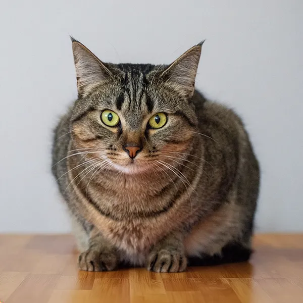 yuzu-chat-assistant-comportementaliste